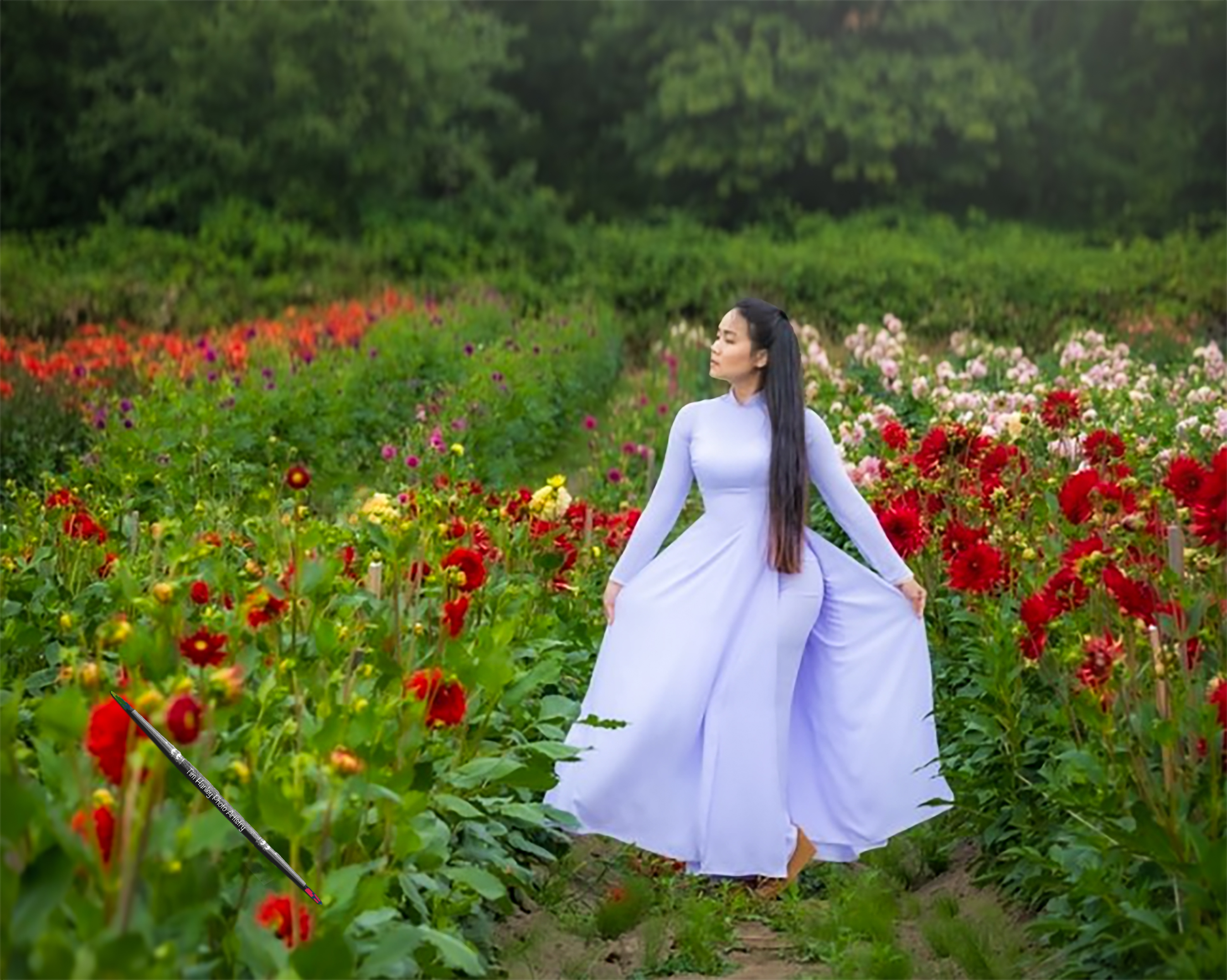 The Dahlia Field