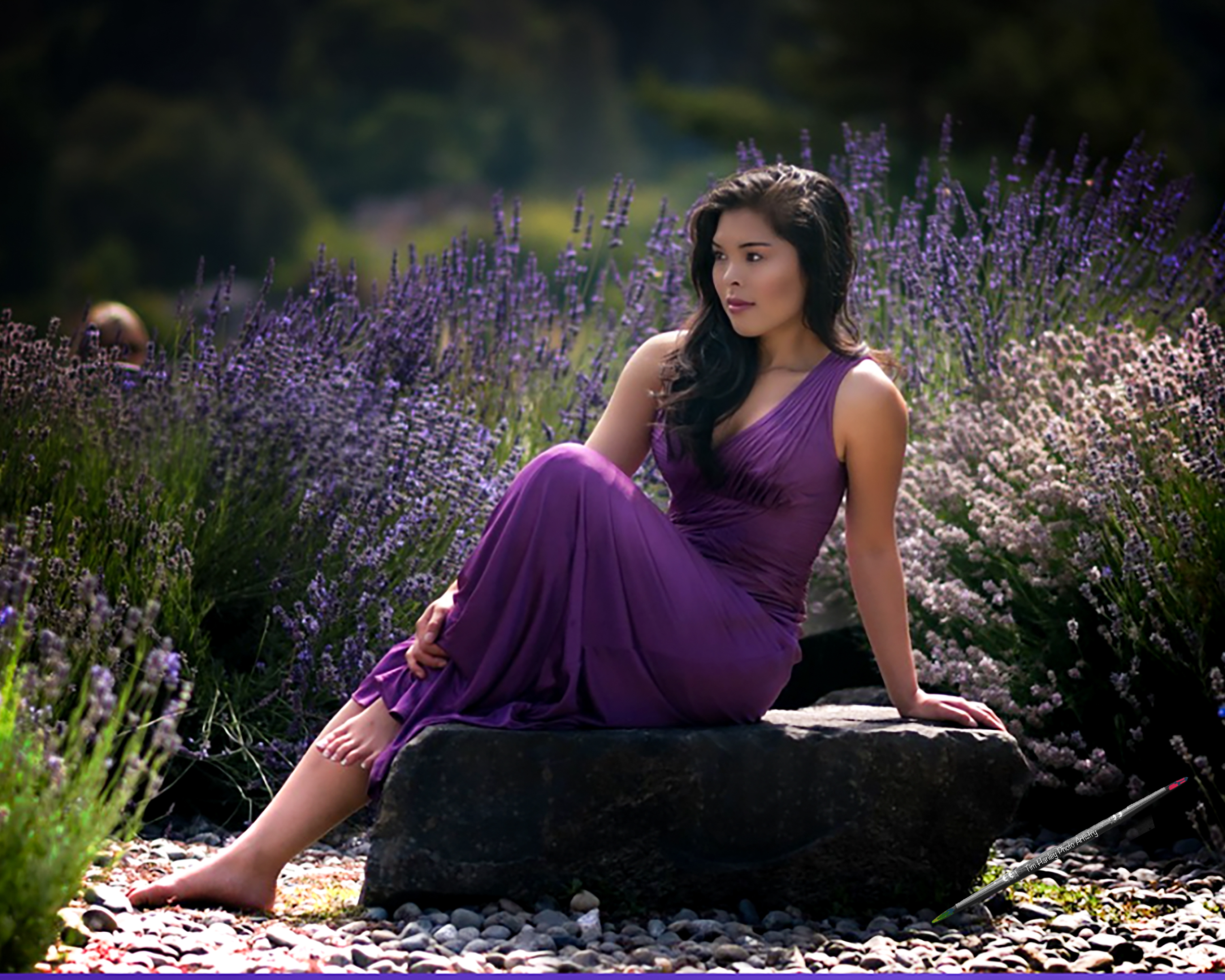 Lavender Dream